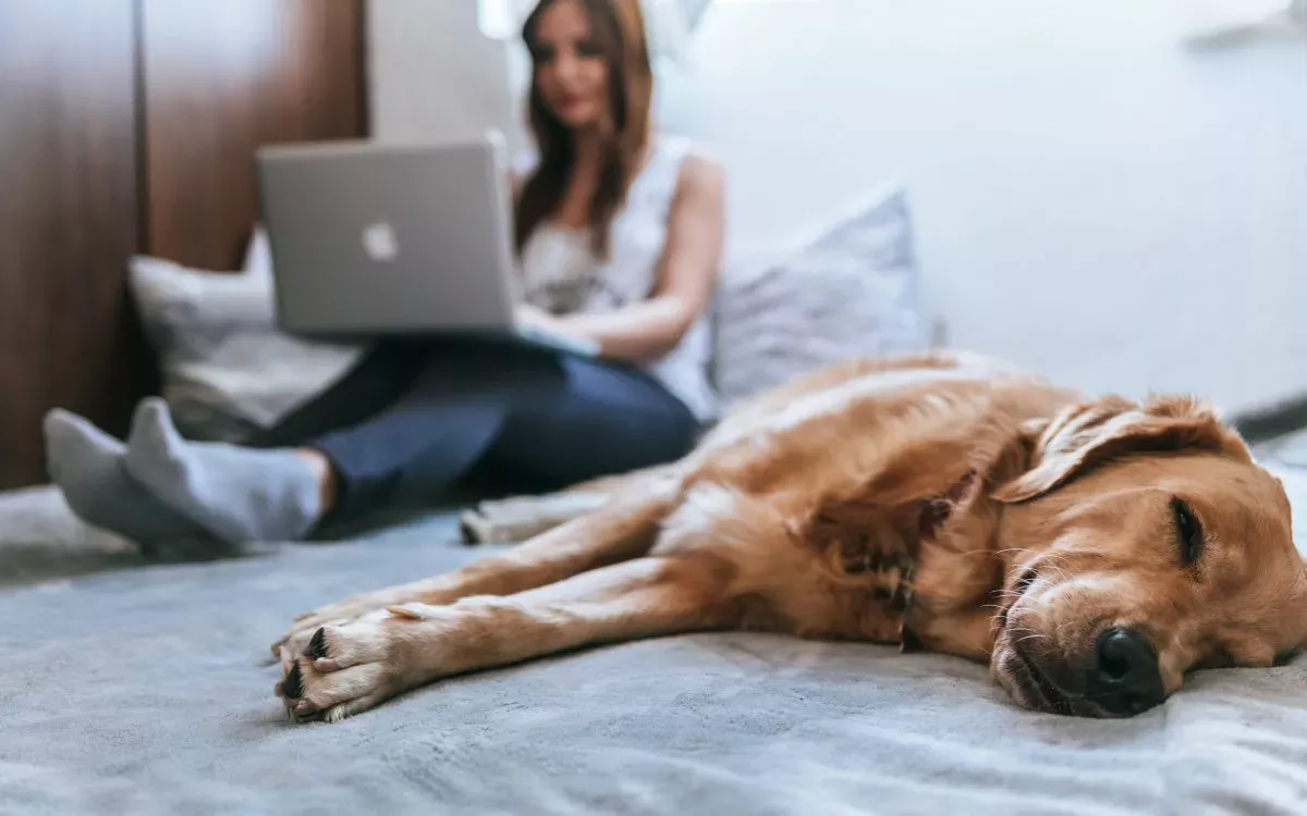 arbeiten zuhause hund • Arbeit Zuhause